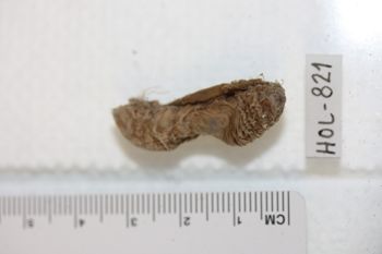 Media type: image;   Invertebrate Zoology HOL-821 Description: Preserved specimen.;